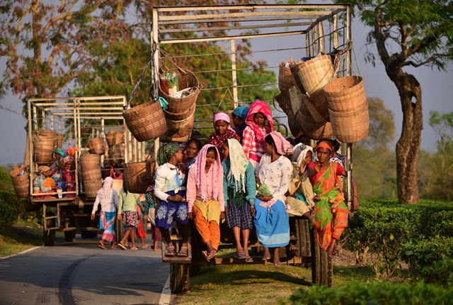  3月14日，在印度阿萨姆邦纳加奥恩，工人采茶后乘车离开。
