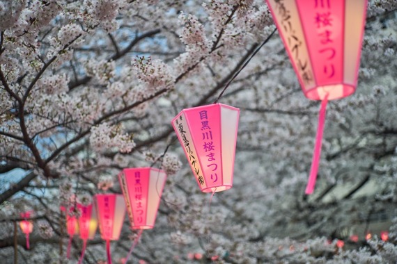 3月27日在日本东京目黑川畔拍摄的樱花。