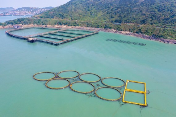 台州大陈岛的一个大黄鱼养殖基地。新华社资料