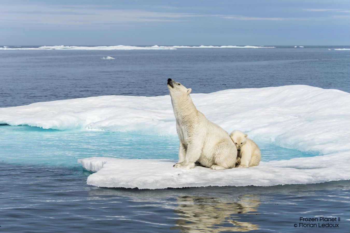 在浮冰上艰难觅食的北极熊很可怜，可是，它所暗示的“全球变暖”危机是真实的吗？