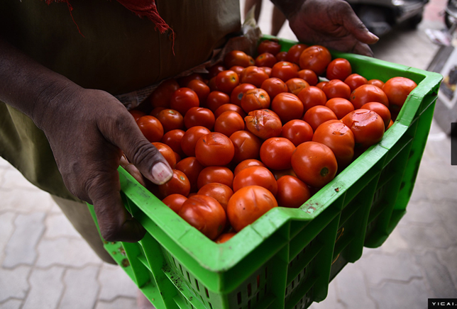印度番茄价格狂飙近6倍，真人版“偷菜”在各地上演