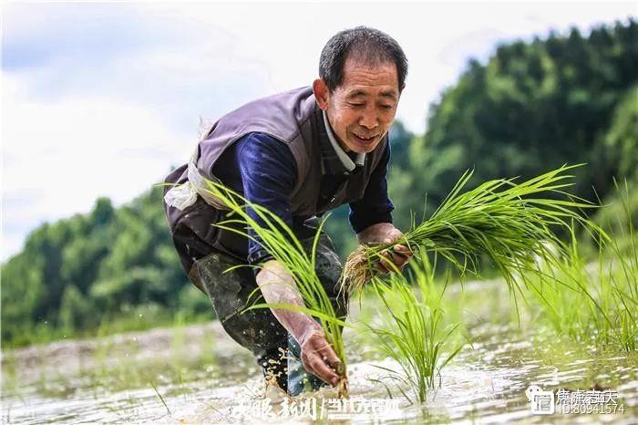 农村人种一亩水稻需要多少成本？每亩利润到底有多少？
