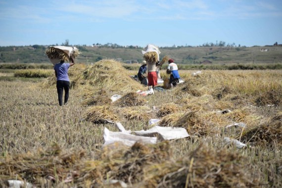 马达加斯加首都塔那那利佛附近的小镇上种植的水稻正在收获。新华社资料