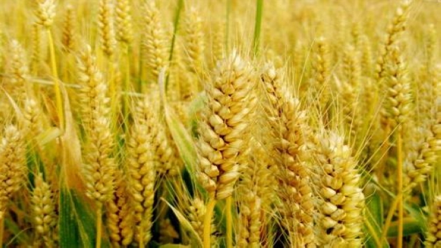 小麦（来源：新华社图）