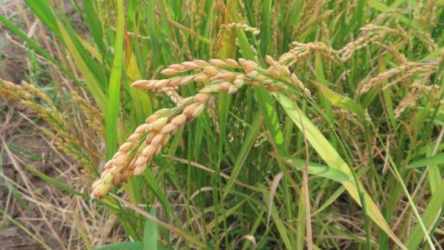 由上海市农业生物基因中心培育的节水抗旱稻（第一财经记者钱小岩摄）