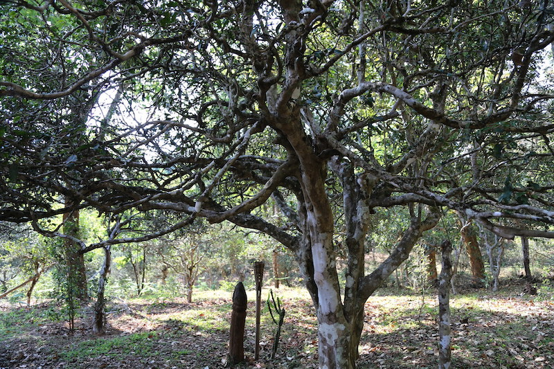 布朗族的一棵茶魂树