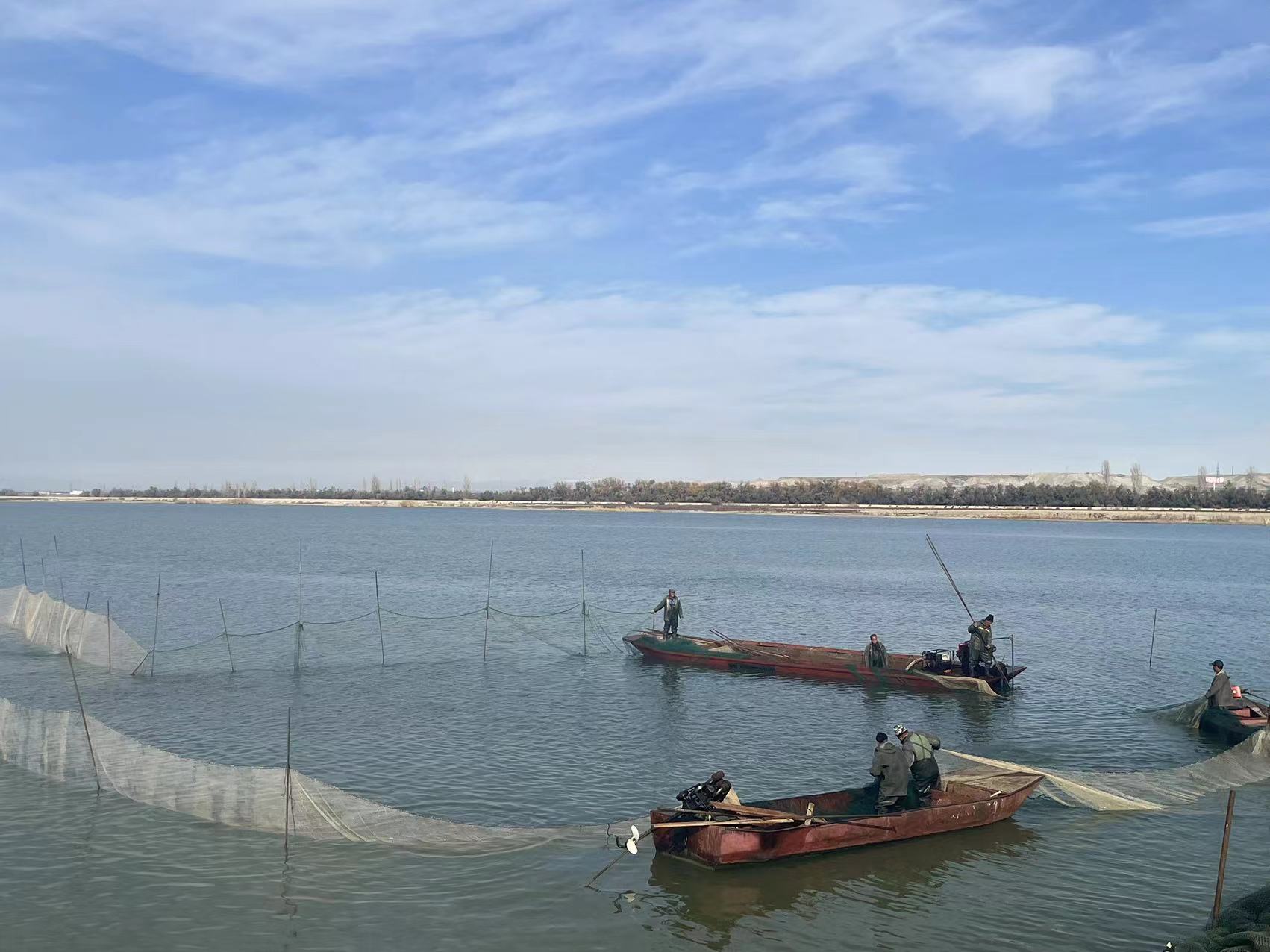 新疆海鲜上架双11，“大漠渔乡”的生意如何走向全国？