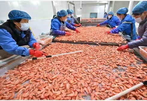 小小白虾成就大，厄瓜多尔成我国水海产品及制品最大进口来源国