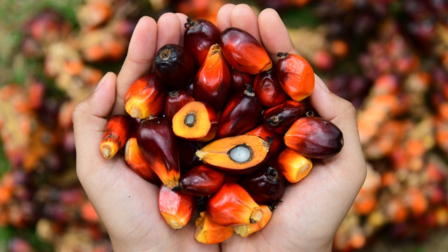 “用红棕榈油当火锅底料”，马来西亚看好中国市场对棕榈油的创新应用