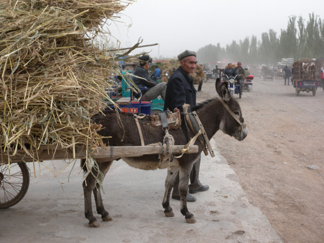 非洲联盟对驴皮出口下禁令，如何影响中国阿胶产业？