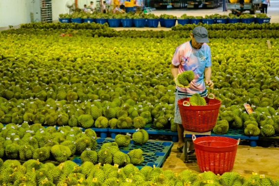 在越南多乐省一家榴莲加工厂，一名工人给榴莲称重。（文内配图均为新华社资料图）