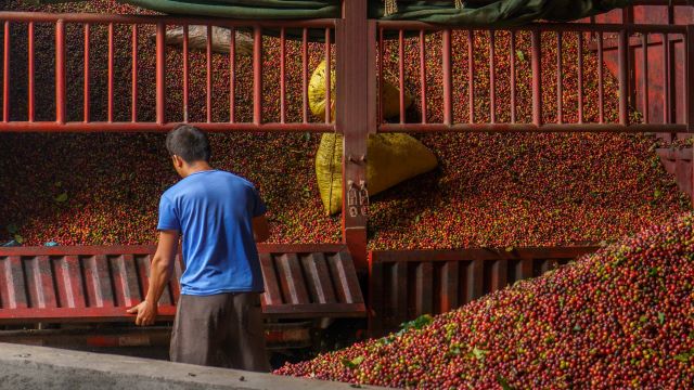 云南咖啡“转身”：不再只是出口的原料，但新的市场在哪里？
